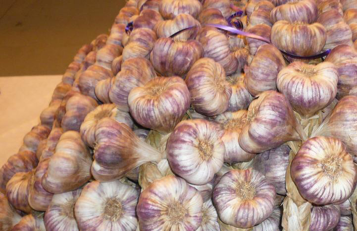 Ail violet