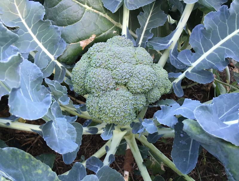 Brocoli