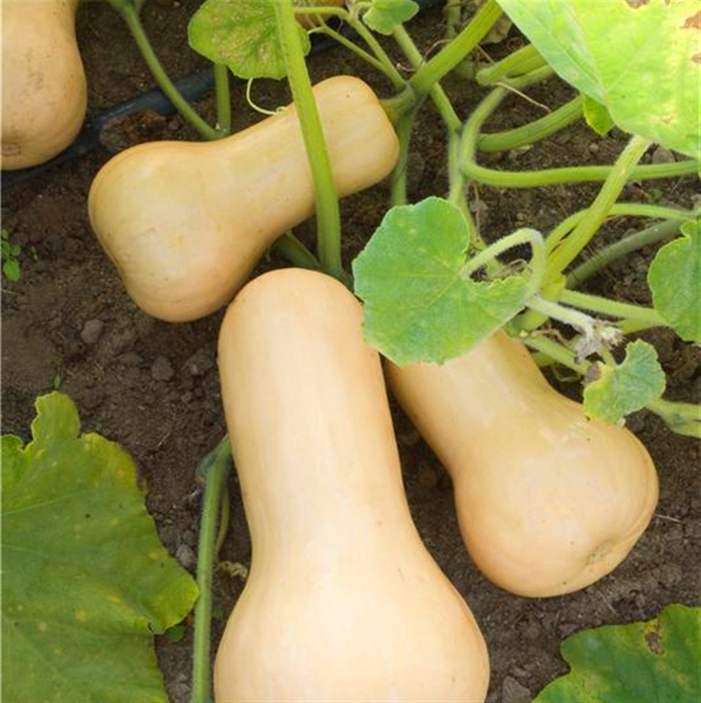 Courge butternut