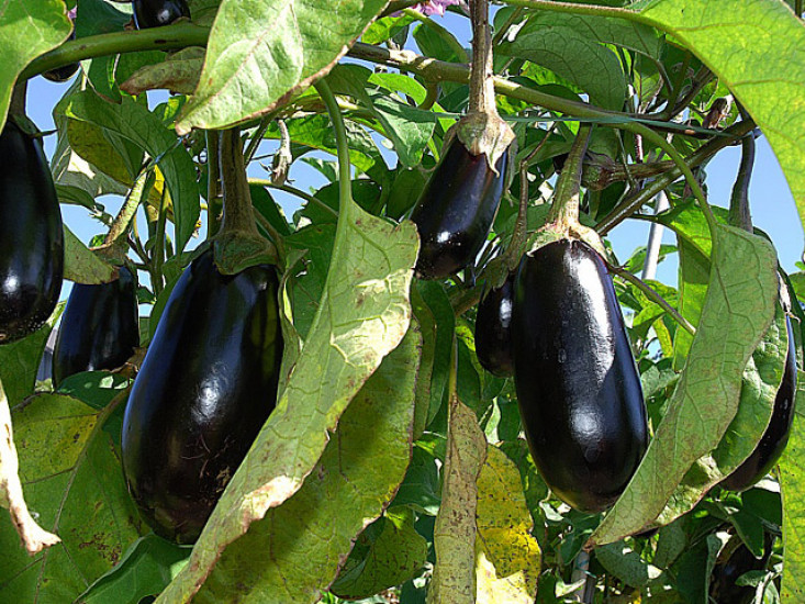 Aubergine