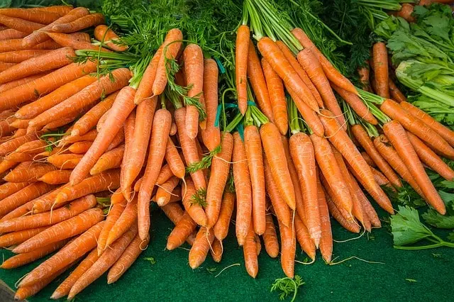 Carottes-botte