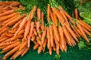Carottes-botte