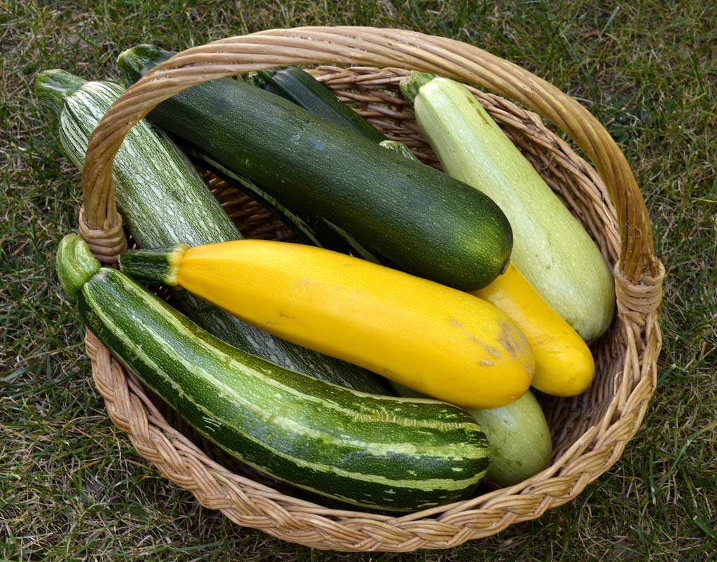 Courgette XL