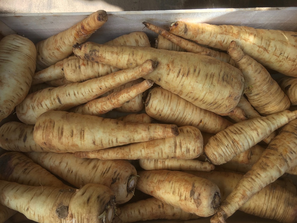 Panais