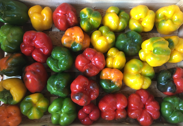 Poivrons de couleur