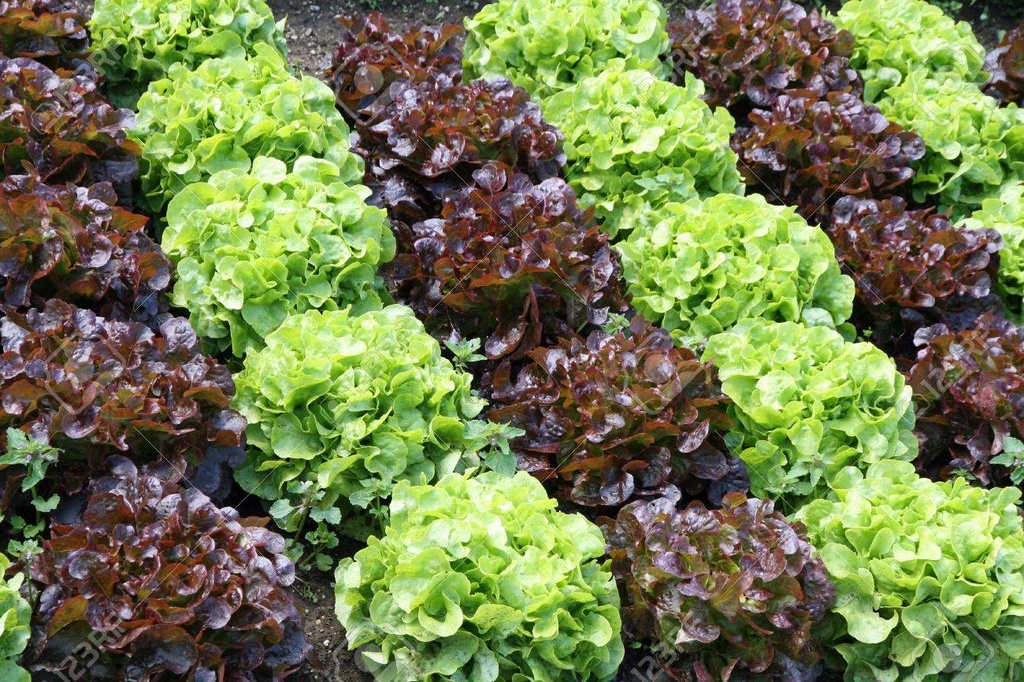 Salade