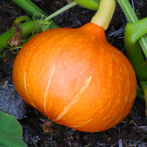 Courge potimarron