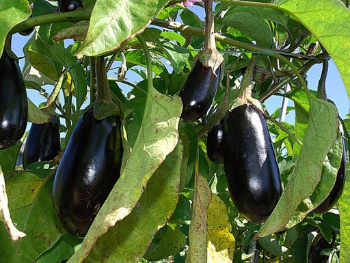 Aubergine