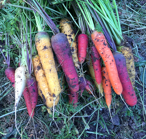 Carottes