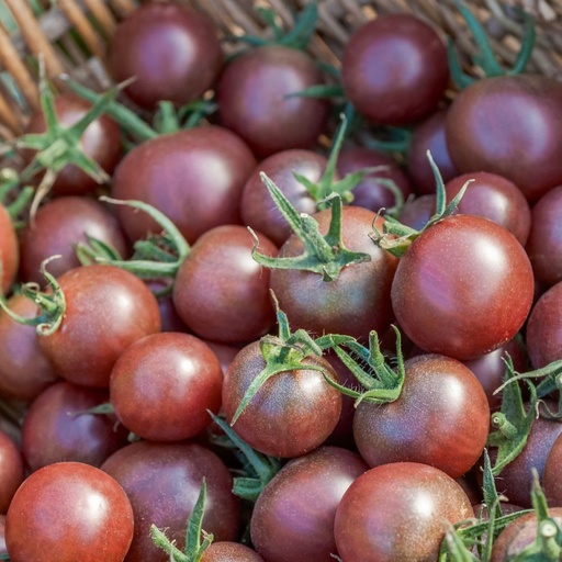 Tomates cerise