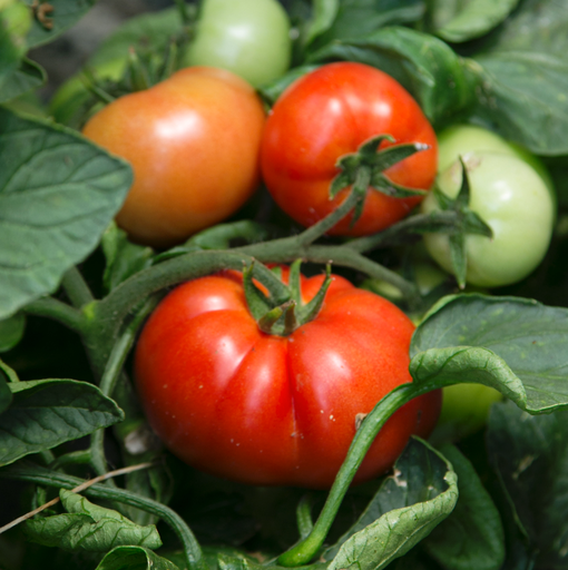 Tomate classique
