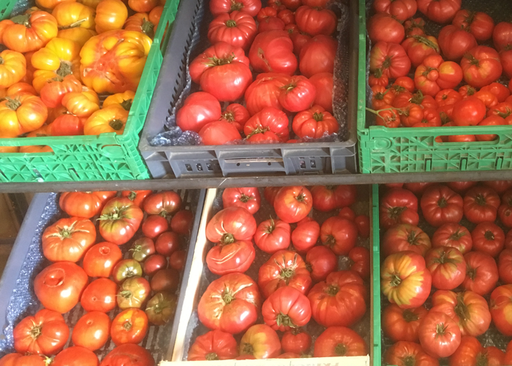 Tomates variétés anciennes
